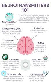 Kaylaitsinesnutrition Brain Facts Medical Knowledge Brain Anatomy