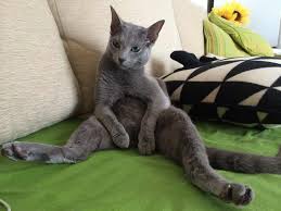 While you keep the russian blue cat at your place, there are various phases to look for properly. Russian Blue Cat Cat News And Shop Made In Venezia Venicecats Com
