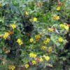 Image result for Crotalaria natalitia