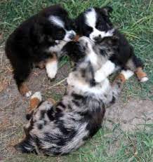 Cryer creek kennel is located in the heart of texas and we raise asdr mini and toy australian shepherds with champion backgrounds.our puppies are raised in our home with plenty of tender loving care so they are completely healthy and thoroughly socialized. Texas Miniature Toy Aussie Australian Shepherds Puppies For Sale Breeders