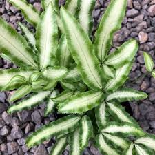 Image result for Pteris cretica