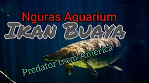 Check spelling or type a new query. Nguras Kolam Isi Ikan Monster Arapaima Youtube