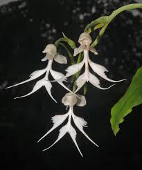 Image result for Habenaria adolphi