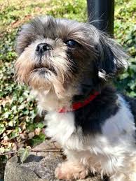 All of our puppies are raised in our home and handled daily by both my self, brother, wives and kids. Allentown Pa Shih Tzu Meet Chloe Rbf A Pet For Adoption