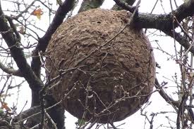 It is of concern as an invasive species in some other countries. Vila Nova De Cerveira 168 Ninhos De Vespa Asiatica Destruidos Durante 2015