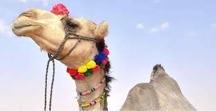 Trouble out here for a young boy.' he attempted a laugh but it came out like a dog ' s bark. Bling Your Camel Aramcoworld