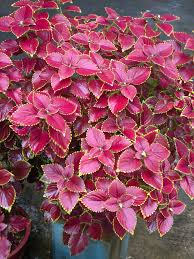 Image result for Coleus maculosus