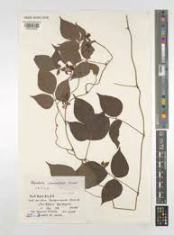 Image result for Rhynchosia alluaudii