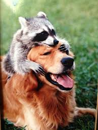 Old Family Friend Found A Picture Of His Childhood Pet Playing With The Neighbors Dog Imgur Unlikely Animal Friends Cute Animals Animals