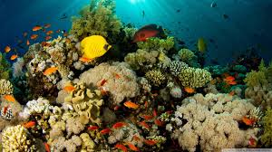 Resultado de imagem para wallpapers of corals