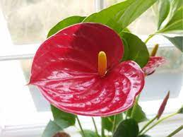 A Good Spot In Your Home For Your Potted Anthurium And Make Sure You Are Giving It Everything It Needs So It Ha In 2020 Flamingo Flower Plant Care Houseplant Anthurium