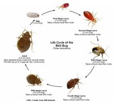 3737 west chapman avenue, orange, ca 92868, united states. Bed Bug Policy Pomona College In Claremont California Pomona College