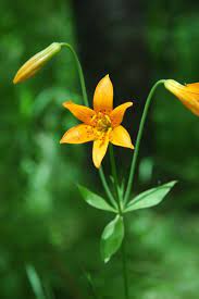 File Lilium Parvum 1 Jpg Wikipedia The Free Encyclopedia California Wildflowers Alpine Flowers Lilium