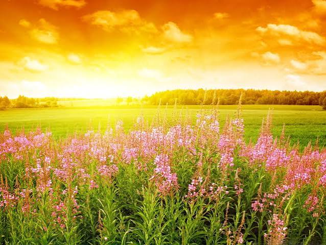 🔥 [150+] Wallpapers for Summer Season | WallpaperSafari