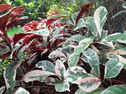 Image result for Croton macrostachyus