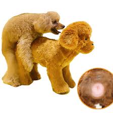 Köpekler için kadın kız köpek seks oyuncakköpek için pet seks oyuncakları|  Alibaba.com