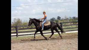 A 17 hand high horse is 5 feet, 8 inches tall. Registered Friesian Sport Horse 6 Yr Old 17 Hands Tall Rides Drives 304 238 4155 Youtube