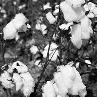 Cotton | Description, History, Production, Uses, Botanical Name, & Facts |  Britannica