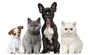 Maybe you would like to learn more about one of these? Pet Adoption Resources Iowa City Ia Leash On Life Llc