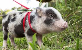 Minischweine Im Garten Halten Minischwein Haustier Schweine Hausschwein