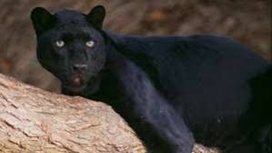 Find black leopards results and fixtures , black leopards team stats: Black Panther Facts Habitat Diet Britannica