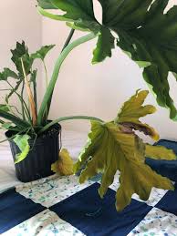 Philodendron selloum, philodendron hope, or philo for short, is one of the many plant varieties in the philodendron genus. Please Help Me Save My Philodendron Hope Selloum Houseplants