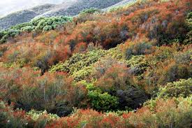 Check spelling or type a new query. The Humble Shrub That S Predicting A Terrible Fire Season Wired