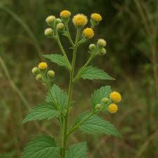 Image result for Blumea