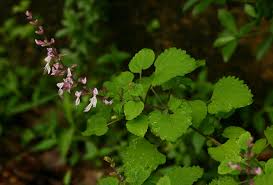 Image result for Ocimum labiatum