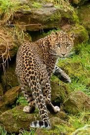 Amur Leopard Animals Animals Wild Amur Leopard
