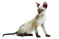 Cornish Rex of Shartae Cattery - Kittens