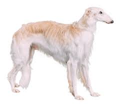 The borzoi has a gentle spirit. Borzoi Dog Breed Facts And Information Wag Dog Walking