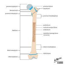 Find out where this is usually located and, if it is present, label it on your bone. Bone Terminology Diagram Radiology Case Radiopaedia Org Hip Flexor Radiology Anatomy And Physiology