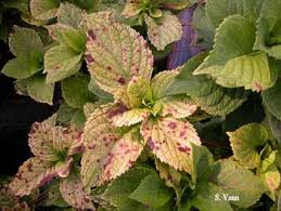 Image result for Cercospora hydrangea