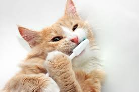 Feline tooth resorption was documented as early as the 1920's, but it has increased significantly in domestic cats since the 1960's. 8 Faqs About Dental Disease In Cats Feline Periodontal Disease Medicanimal Com