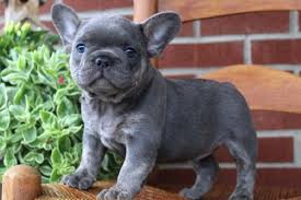 The french bulldog is a small sized domestic breed that was an outcome of crossing the ancestors of bulldog brought over from england with the local. Illinois Free English Bulldog Puppies Need A New Home Pets And Animals In Illinois Chicago
