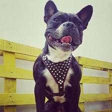 Pin On Small To Medium French Bulldog Studded Leather Harnesses