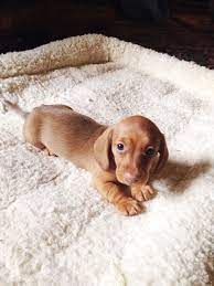 Oh Hello There Dachshund Puppy Miniature Puppies Dachshund Puppies
