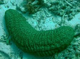 تولید «داروهای نوین ضدسرطان» از خیار دریایی خلیج‌فارس - تسنیم