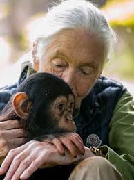 Primate studies show we're the worst of great apes