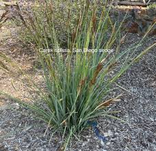Image result for Carex sp.no.1