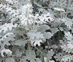 Dusty Miller Dusty Miller Pretty Plants Big Leaf Plants