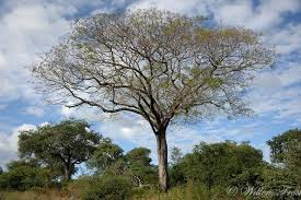 Image result for Kirkia acuminata
