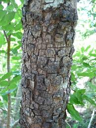 Image result for Erythroxylum platycladum