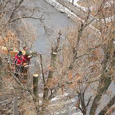 At rayzor edge tree service, our friendly experienced and fully insured team has the proper equipment and training to tackle your small to large tree service and other yard projects. 1 Rated Tree Removal Kitchener Waterloo Cost Calculator