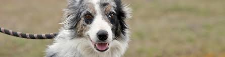 We rescue many border collies so please check back here often! Border Collie Rescue Adoption Home Phoenix Rising Nc Sc Ga