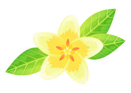 We did not find results for: Exotic Plumeria Flower Bali Or Hawaii White With Yellow Petal 3079890 Vector Art At Vecteezy
