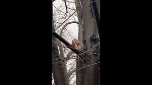 Looking for california pizza kitchen delivery? Pizza Day Deals 2021 Save Tuesday At Pizza Hut Domino S Blaze More