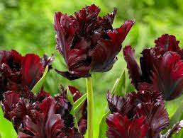 Burgundy red peony flower august delivery inspired by warm colors of deep red golden yellow and pumpkin orange this season features some of the best wedding flowers rose black magic dark red dark wine colored flowers. Pictures Black Parrot Tulips Dark Red Flower Closeup