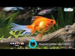 akvaryum baliklari nasil urerler akvaryum balik akvaryum baligi